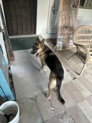 Reunited Female Dog last seen 22nd St and 6th Ave, Tucson, AZ 85713