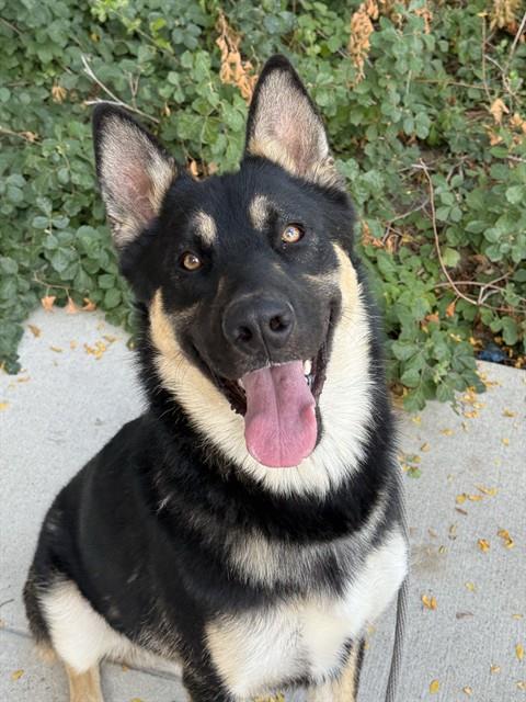 Shelter Stray Male Dog last seen Near BLOCK S ATHERTON DR, TAYLORSVILLE UT 84123, 4522 W 3500 S, West Valley City, UT 84120, USA