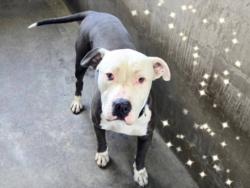 Shelter Stray Male Dog last seen , 14409 Vanowen St, Van Nuys, CA 91405, USA