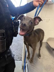 Shelter Stray Female Dog last seen Near BLOCK CHANDLER PL, 333 Chandler Pl, San Bernardino, CA 92408, USA