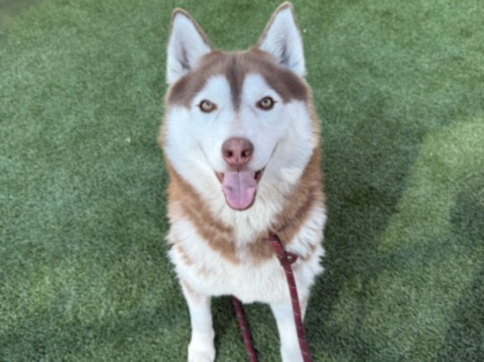 Shelter Stray Female Dog last seen , 3201 Lacy St, Los Angeles, CA 90031, USA
