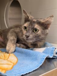 Shelter Stray Female Cat last seen ST CHARLES CO, 4850 Mid Rivers Mall Dr, St Peters, MO 63376, USA