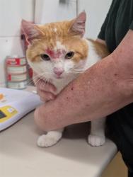 Shelter Stray Male Cat last seen COTTLEVILLE, 4850 Mid Rivers Mall Dr, St Peters, MO 63376, USA