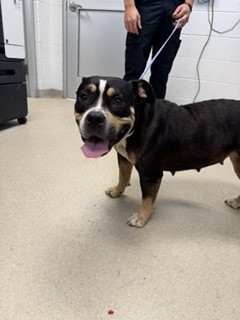 Shelter Stray Female Dog last seen ALAMANCE COUNTY, 221 Stone Quarry Rd, Burlington, NC 27217, USA