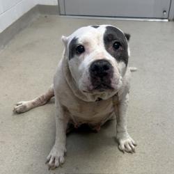Shelter Stray Female Dog last seen BURLINGTON AC, 221 Stone Quarry Rd, Burlington, NC 27217, USA