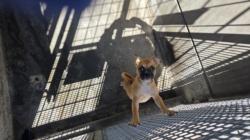 Shelter Stray Male Dog last seen , 3201 Lacy St, Los Angeles, CA 90031, USA
