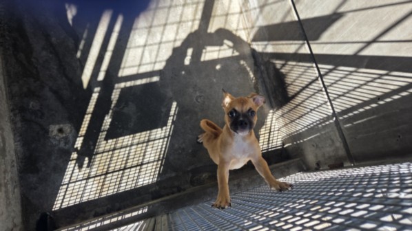 Shelter Stray Male Dog last seen , 3201 Lacy St, Los Angeles, CA 90031, USA