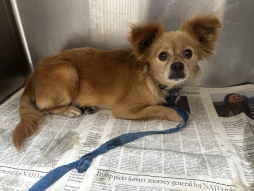 Shelter Stray Female Dog last seen , 3201 Lacy St, Los Angeles, CA 90031, USA