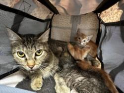 Shelter Stray Female Cat last seen , 3201 Lacy St, Los Angeles, CA 90031, USA