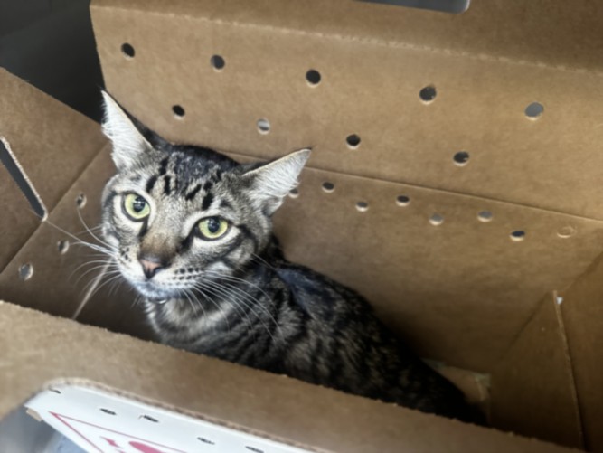 Shelter Stray Male Cat last seen , 3201 Lacy St, Los Angeles, CA 90031, USA