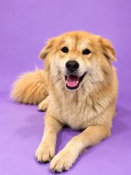 Shelter Stray Female Dog last seen Near BLOCK WATERFIELD ROAD, 2020 Forest St, Jacksonville, FL 32204, USA