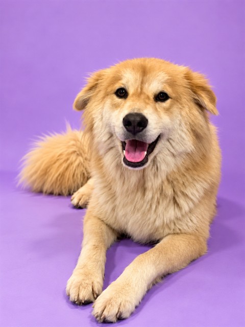 Shelter Stray Female Dog last seen Near BLOCK WATERFIELD ROAD, 2020 Forest St, Jacksonville, FL 32204, USA