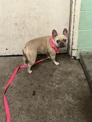 Shelter Stray Female Dog last seen 65TH AVE & TAMOSHANTER WAY, 2127 Front St, Sacramento, CA 95818, USA