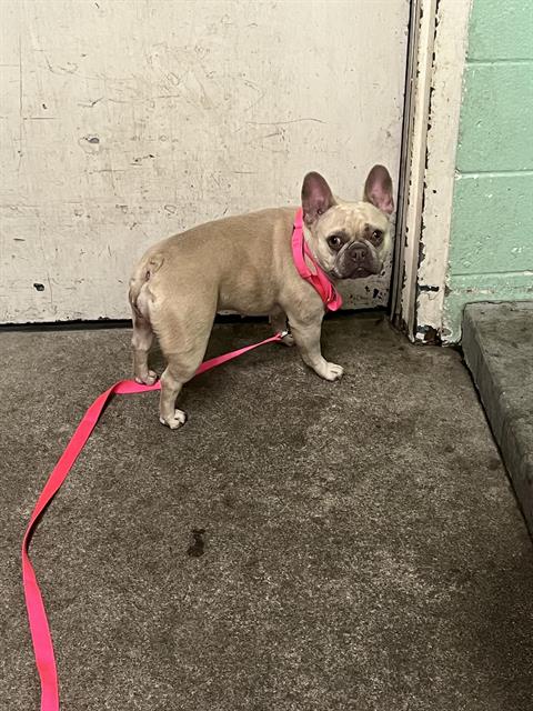 Shelter Stray Female Dog last seen 65TH AVE & TAMOSHANTER WAY, 2127 Front St, Sacramento, CA 95818, USA
