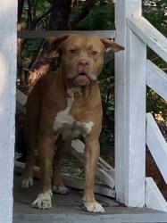 Shelter Stray Male Dog last seen RAL ON KETTELLE, 2600 NE Perry Ave, Peoria, IL 61603, USA