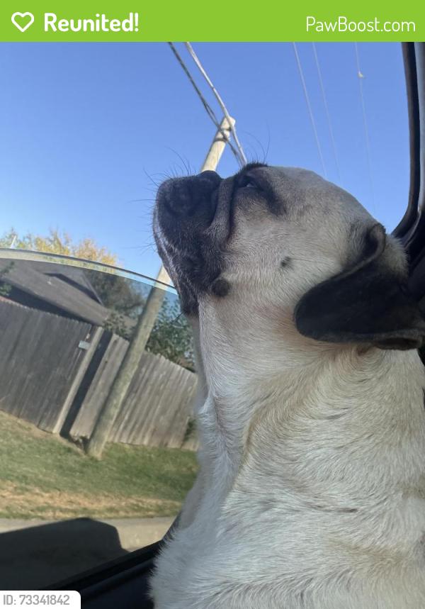 Reunited Male Dog last seen 29th and Garnett, Tulsa, OK 74129