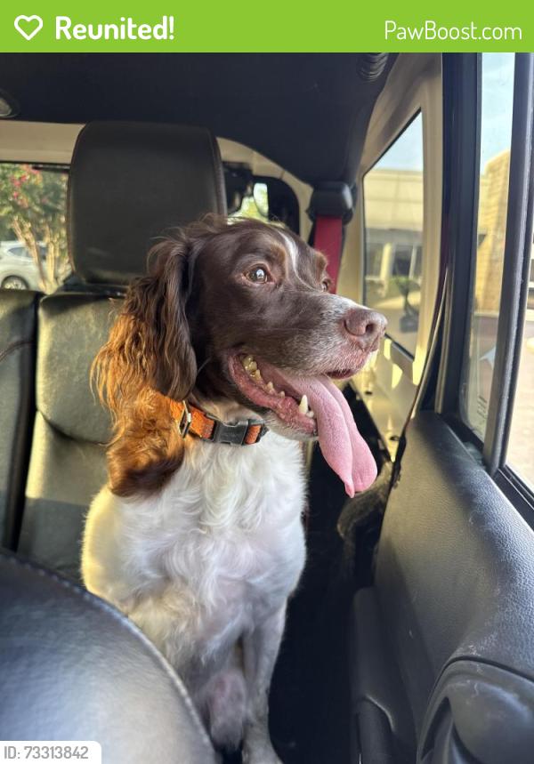 Reunited Male Dog last seen Dodds Ave and McCallie Ave, Chattanooga, TN 37407