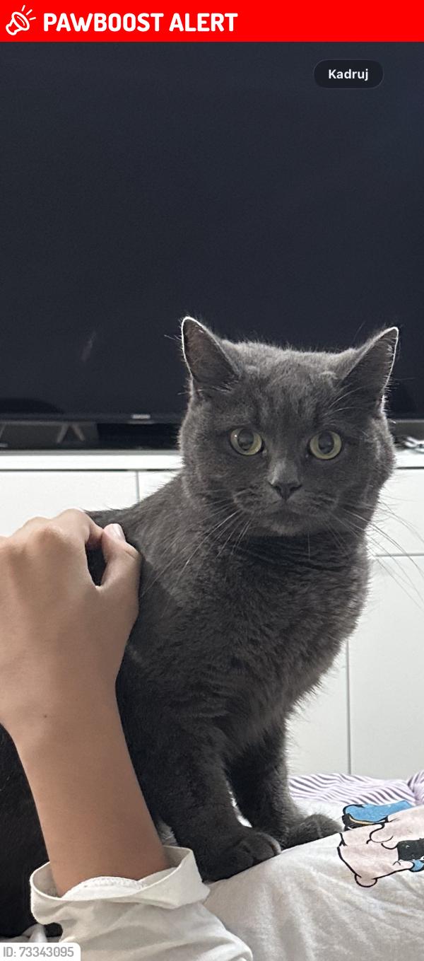 Lost Female Cat last seen M22 9BJ, Wythenshawe, England 