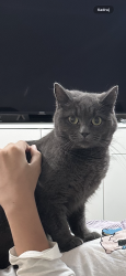 Lost Female Cat last seen M22 9BJ, Wythenshawe, England 
