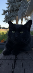 Lost Male Cat last seen Lincoln Ave, Yakima, WA 98908