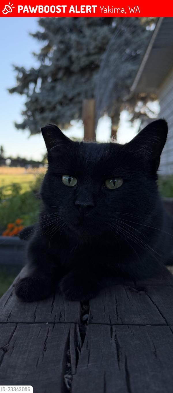Lost Male Cat last seen Lincoln Ave, Yakima, WA 98908