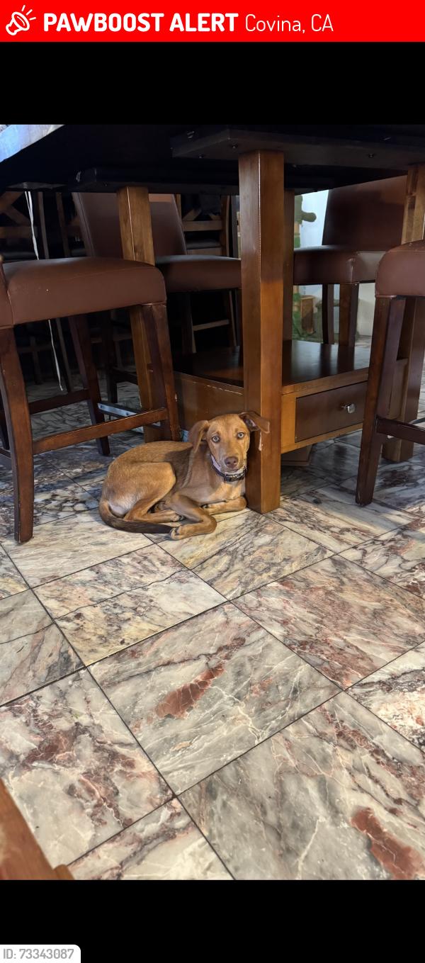 Lost Female Dog last seen vincent ave - cypress, Covina, CA 91722