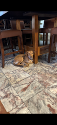 Lost Female Dog last seen vincent ave - cypress, Covina, CA 91722