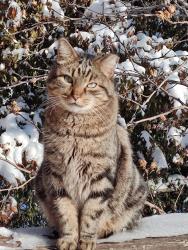 Reunited Male Cat last seen Neighbors yard, S Leslie Ave and East 39th Terr, Independence, MO 64055
