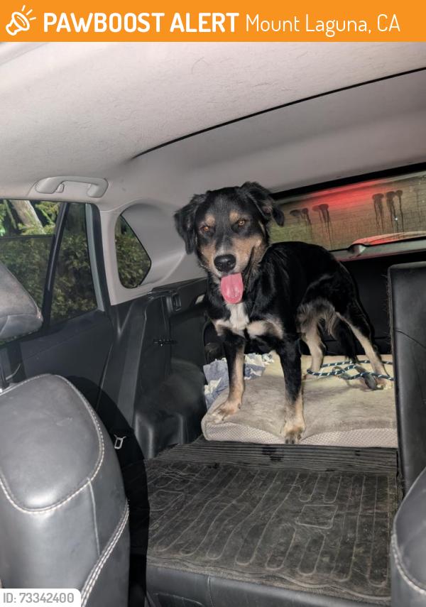 Found/Stray Male Dog last seen Pioneer Mail Picnic Site, Mount Laguna, CA 91948