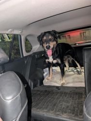 Found/Stray Male Dog last seen Pioneer Mail Picnic Site, Mount Laguna, CA 91948