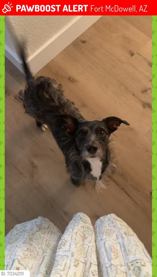 Lost Male Dog last seen Bridge at Salt Rivet, Fort McDowell, AZ 85264