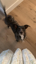 Lost Male Dog last seen Bridge at Salt Rivet, Fort McDowell, AZ 85264