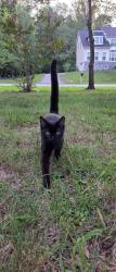 Found/Stray Male Cat last seen First Christian of Brock Hall, Upper Marlboro, MD 20774