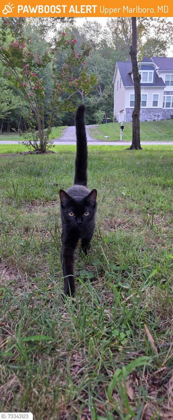 Found/Stray Male Cat last seen First Christian of Brock Hall, Upper Marlboro, MD 20774