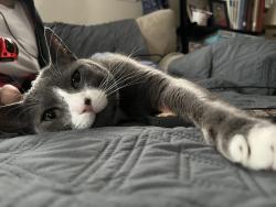 Lost Male Cat last seen Fairfield Warde High School, Fairfield, CT 06825