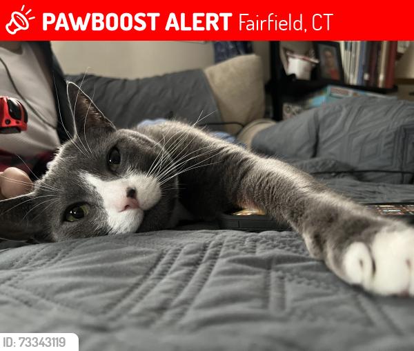Lost Male Cat last seen Fairfield Warde High School, Fairfield, CT 06825