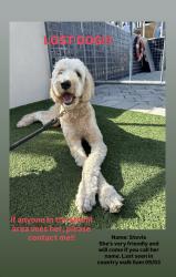 Reunited Female Dog last seen Sw 157th Avenue and SW 152nd Street, Country Walk, FL 33196
