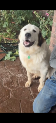 Reunited Male Dog last seen By WCR 121, Midland, TX 79706