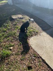 Lost Male Dog last seen Near 103rd street lot 178 Jacksonville Florida, Jacksonville, FL 32210