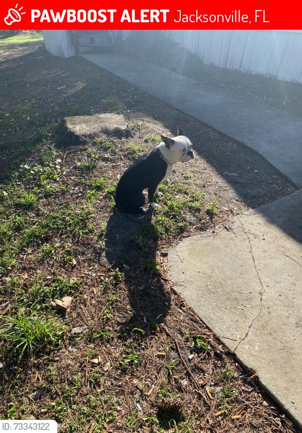 Lost Male Dog last seen Near 103rd street lot 178 Jacksonville Florida, Jacksonville, FL 32210
