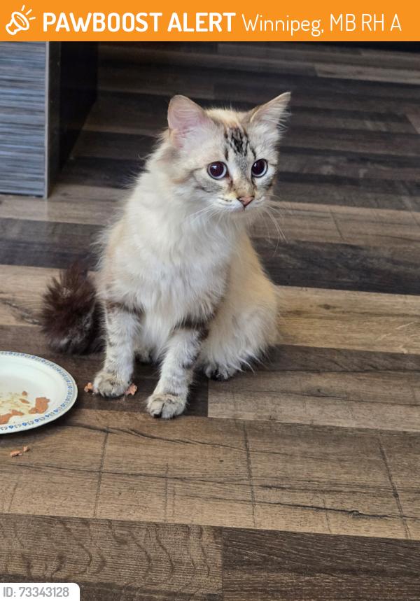 Found/Stray Female Cat last seen taapweewin way and st joseph, Winnipeg, MB R2H 0A8