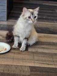 Found/Stray Female Cat last seen taapweewin way and st joseph, Winnipeg, MB R2H 0A8