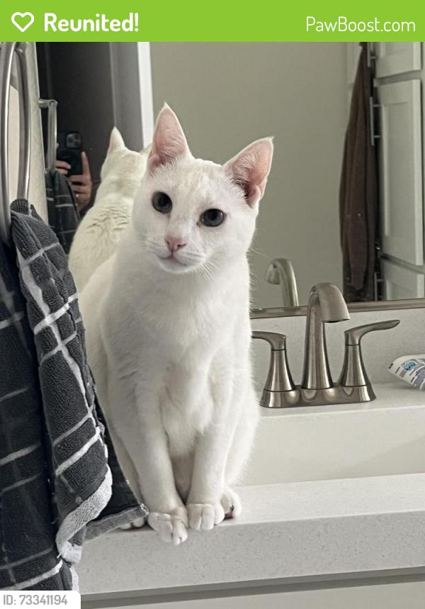 Reunited Male Cat last seen Silicon Valley Village El Bosque, San Jose, CA 95134