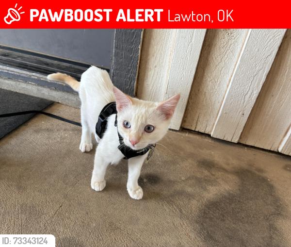 Lost Male Cat last seen Near SW Bishop Rd, Lawton OK 73501, Lawton, OK 73501