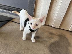 Lost Male Cat last seen Near SW Bishop Rd, Lawton OK 73501, Lawton, OK 73501