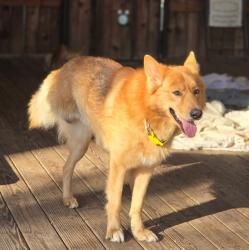 Lost Male Dog last seen Chambers Park, Lufkin, TX 75903