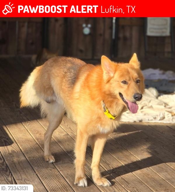 Lost Male Dog last seen Chambers Park, Lufkin, TX 75903
