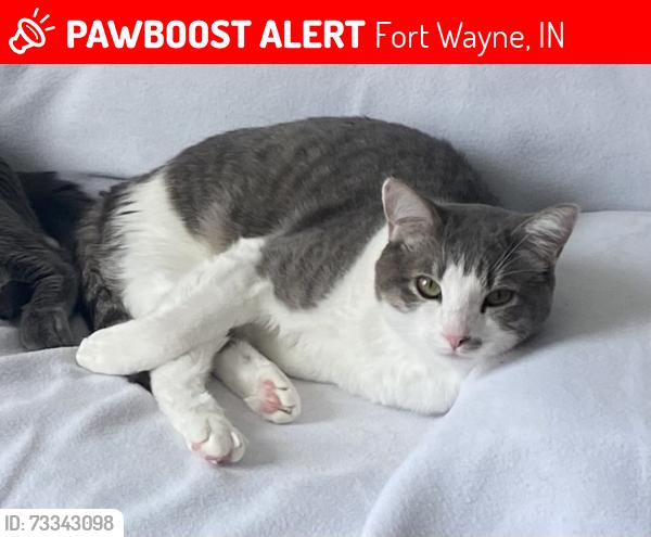Lost Male Cat last seen Dunkleburg Rd & Airport Expy, Fort Wayne, IN 46819