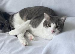 Lost Male Cat last seen Dunkleburg Rd & Airport Expy, Fort Wayne, IN 46819