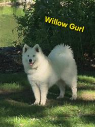 Lost Female Dog last seen Gregg and Edna, Nashville, MI 49073